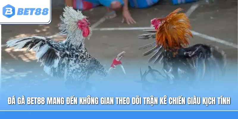 Đá gà Bet88 mang đến không gian theo dõi những trận kê chiến giàu kịch tính