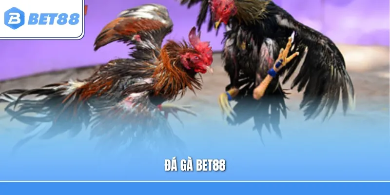 Đá Gà Bet88 – Khám Phá Sân Chơi Kê Chiến Đầy Kịch Tính